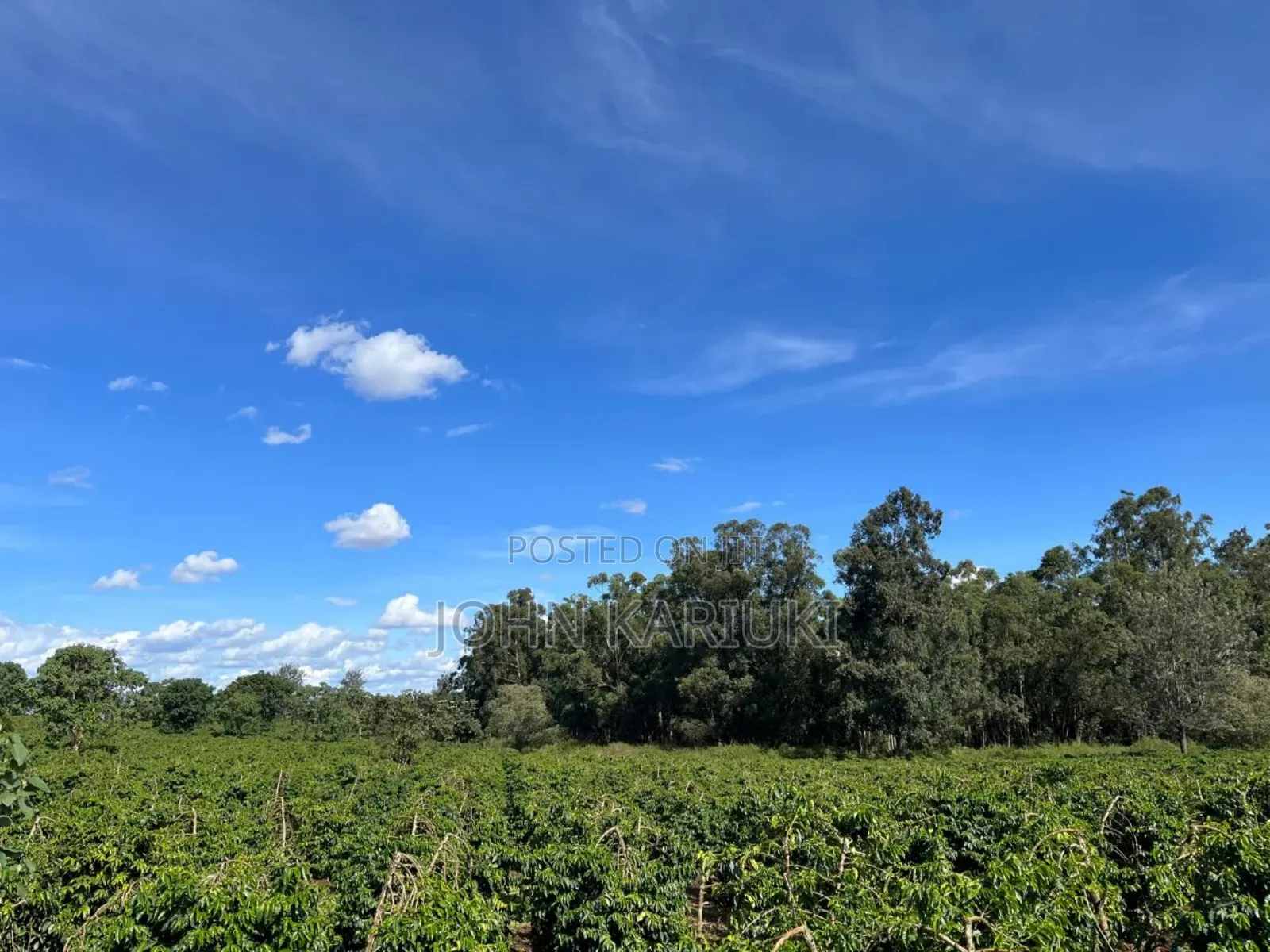 180 Acres of Prime Coffee Farm in Juja, 7km From Thika Price16m/Acre, in Kenyatta Road / Theta 