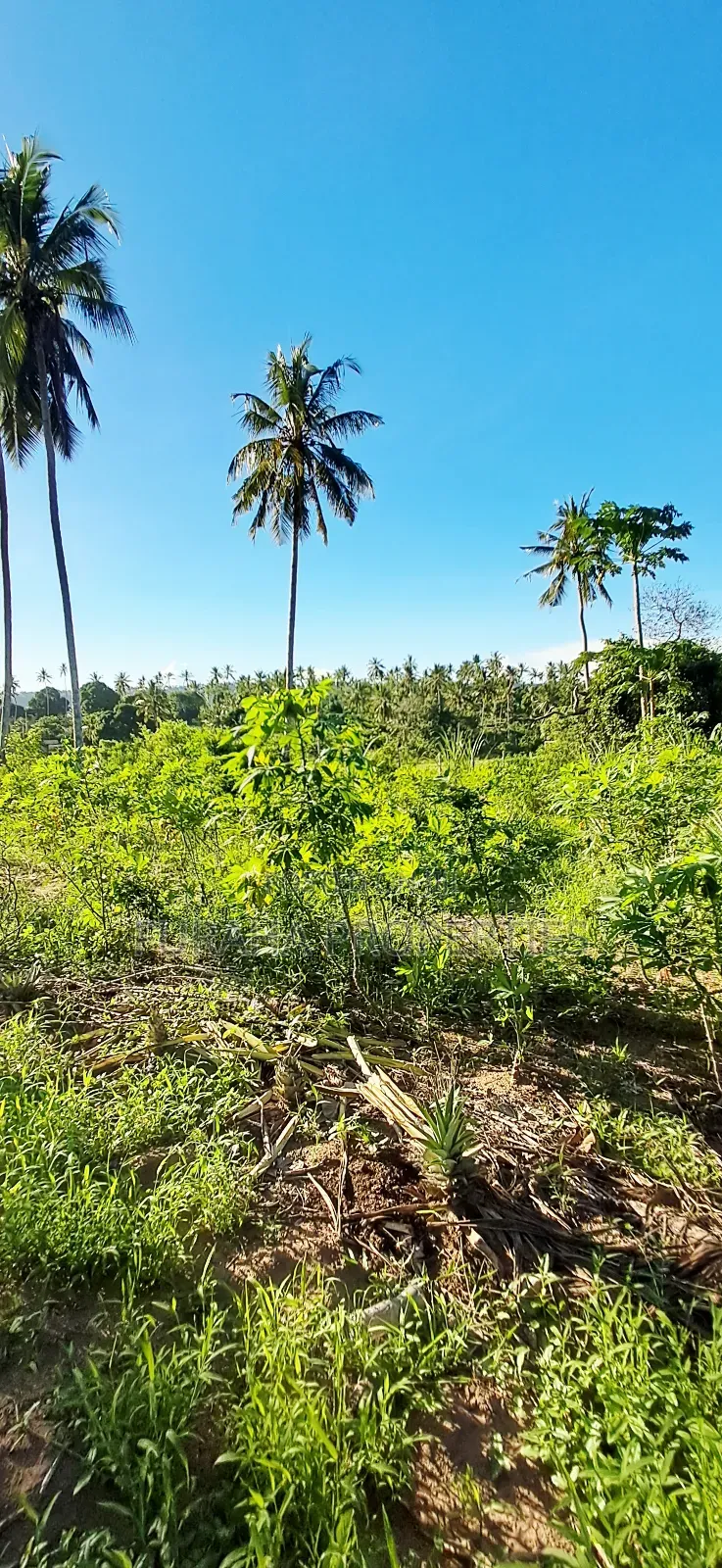 For Sale 1 Acre Prime Land Kwale in Tsimba Golini