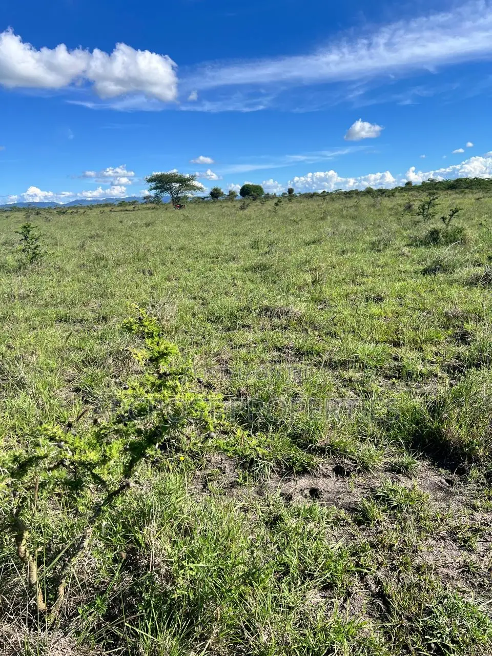 50 by 100 Residential Plots for Sale in Malaa- Flexible Payment Plan in Malaa