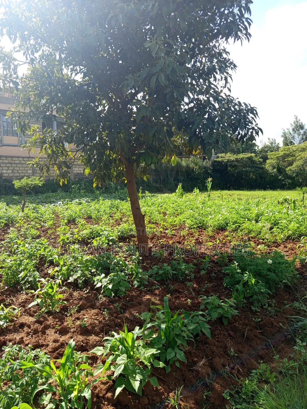 Prime 100*100 Plot for Sale in Kikuyu Gikambura in Thogoto