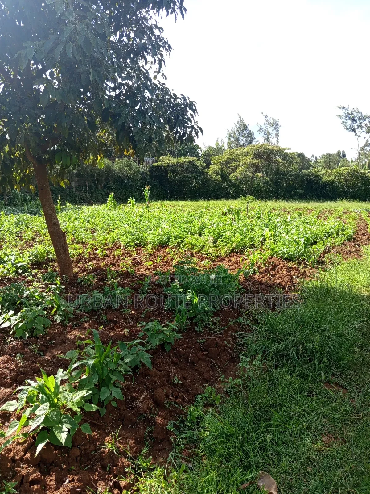 Prime 100*100 Plot for Sale in Kikuyu Gikambura in Thogoto