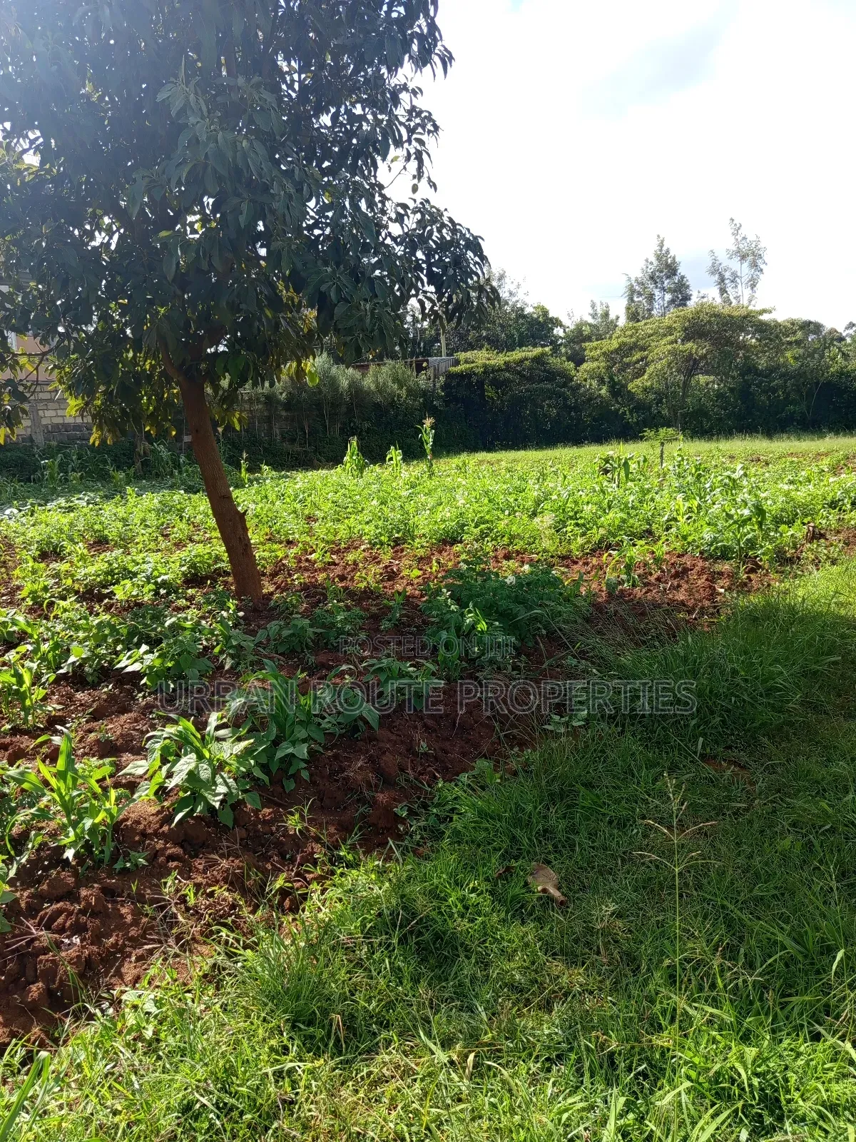 Prime 100*100 Plot for Sale in Kikuyu Gikambura in Thogoto