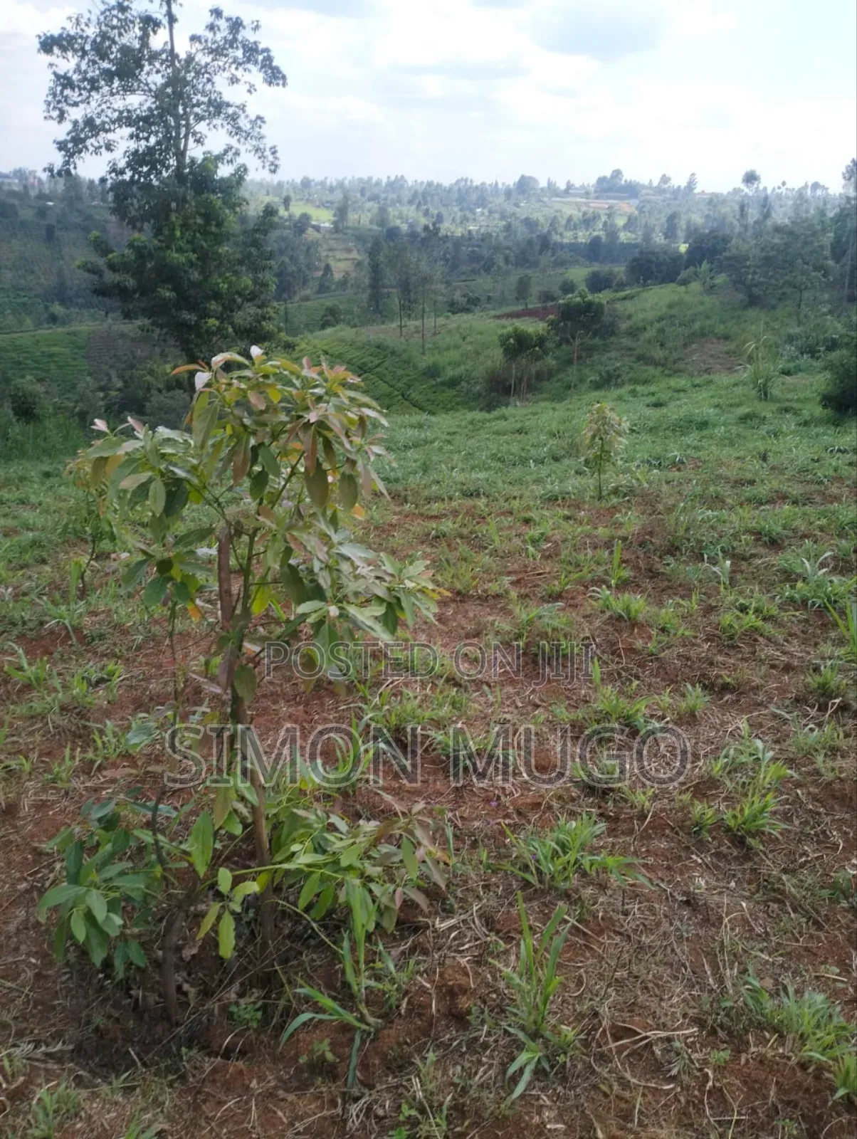 Gatundu South Itura-Mīro Prime 8.5 Acres With 20,000 Mature Tea Bushes in Ndarugu