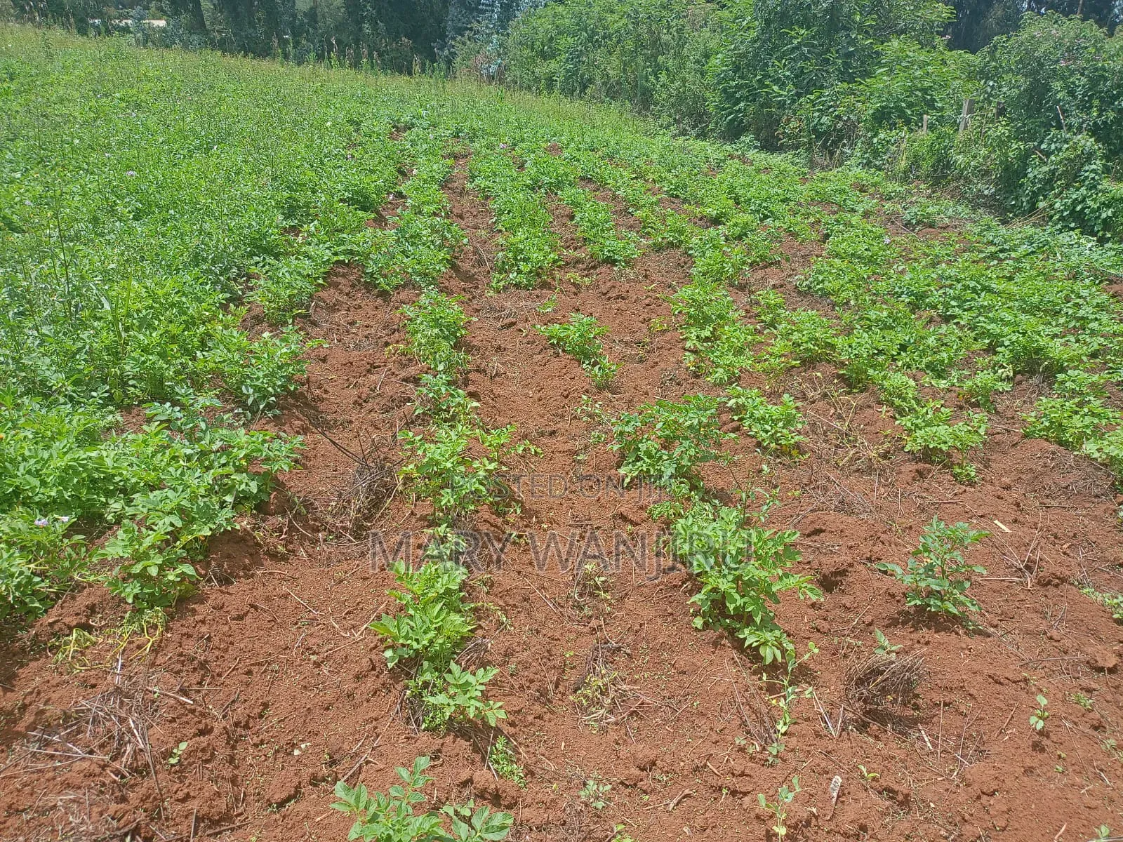 14 Acres for Sale in Karau