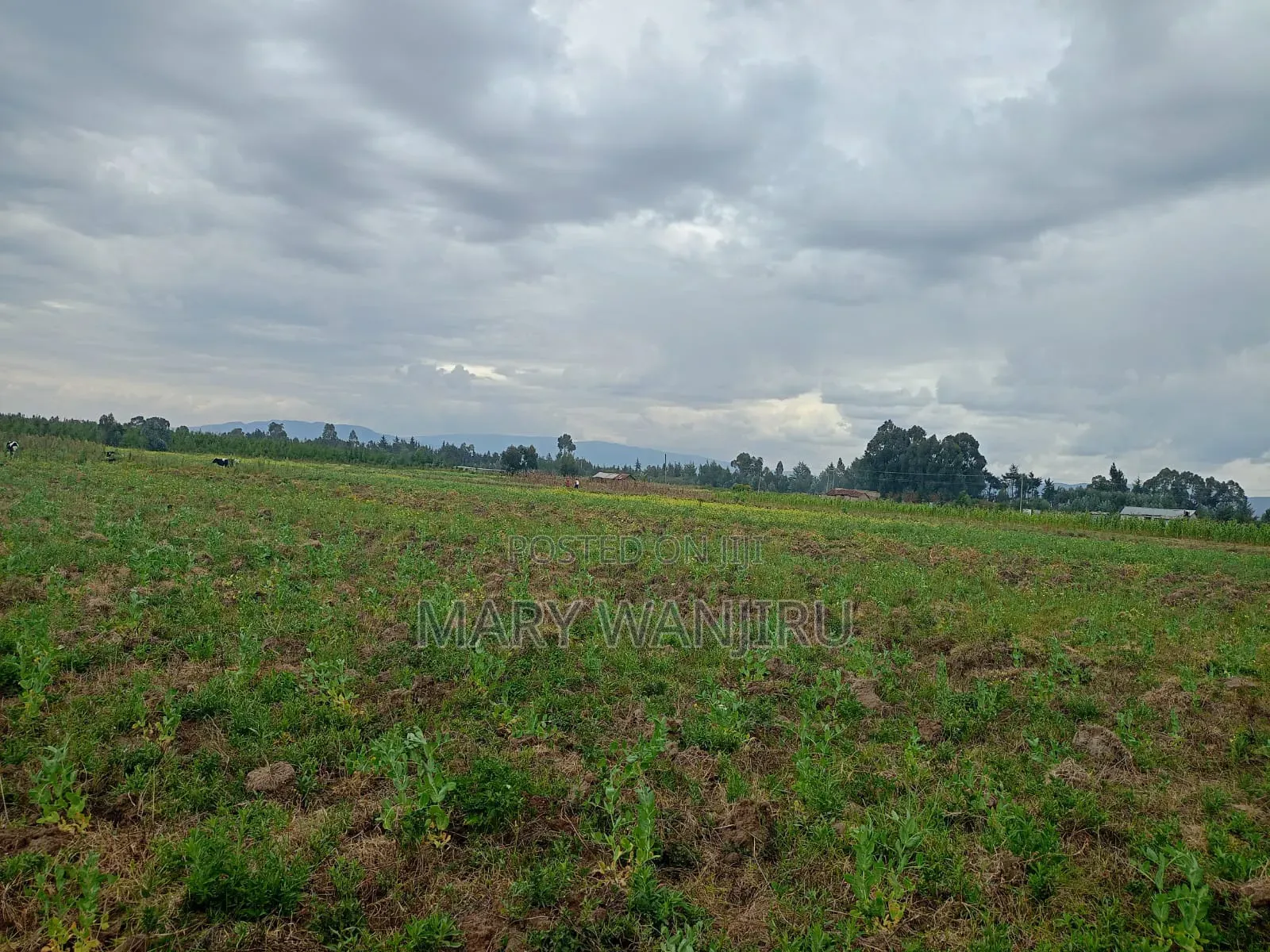 6.5 Acres Available for Sale in Kipipiri