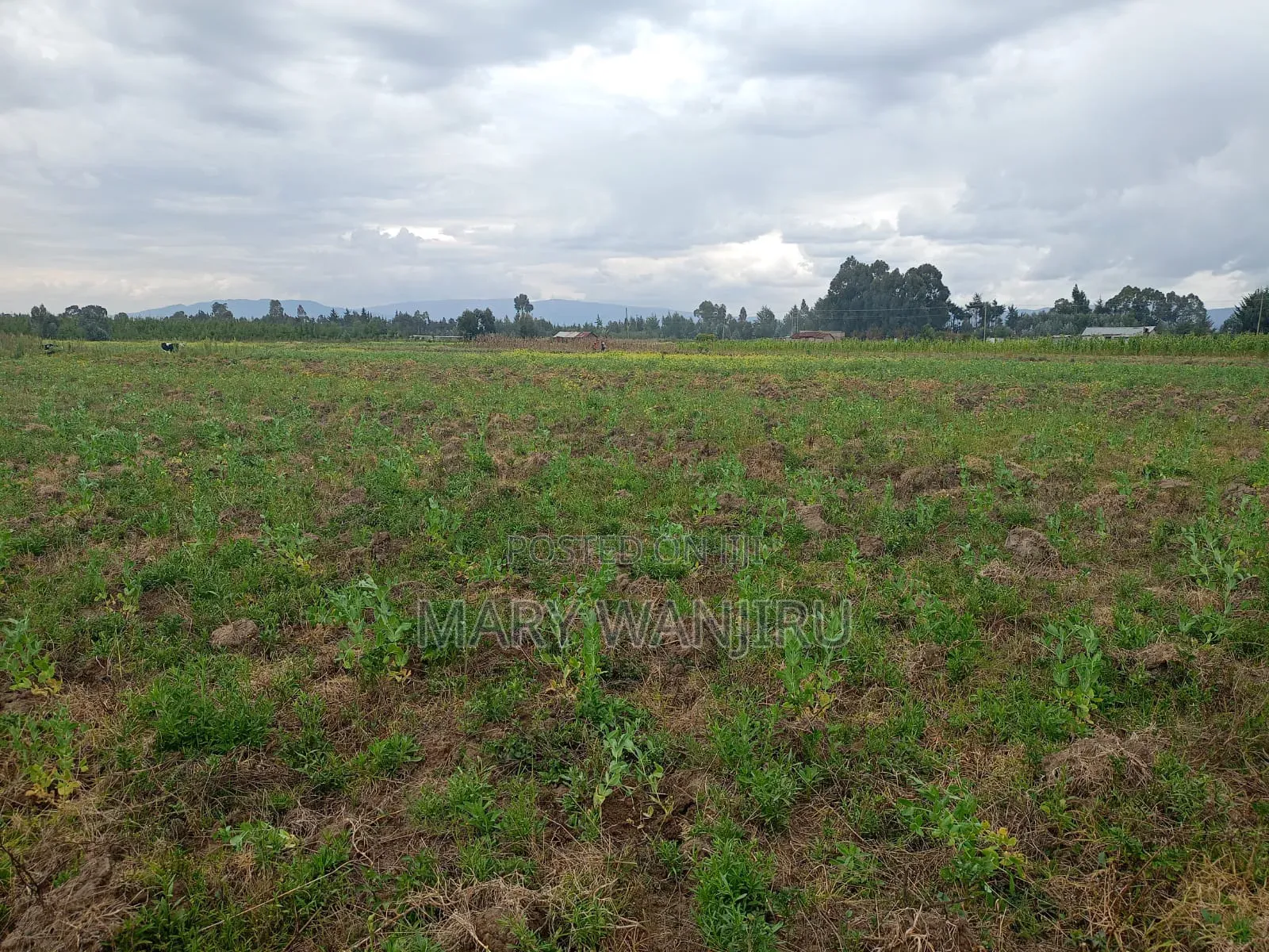 6.5 Acres Available for Sale in Kipipiri