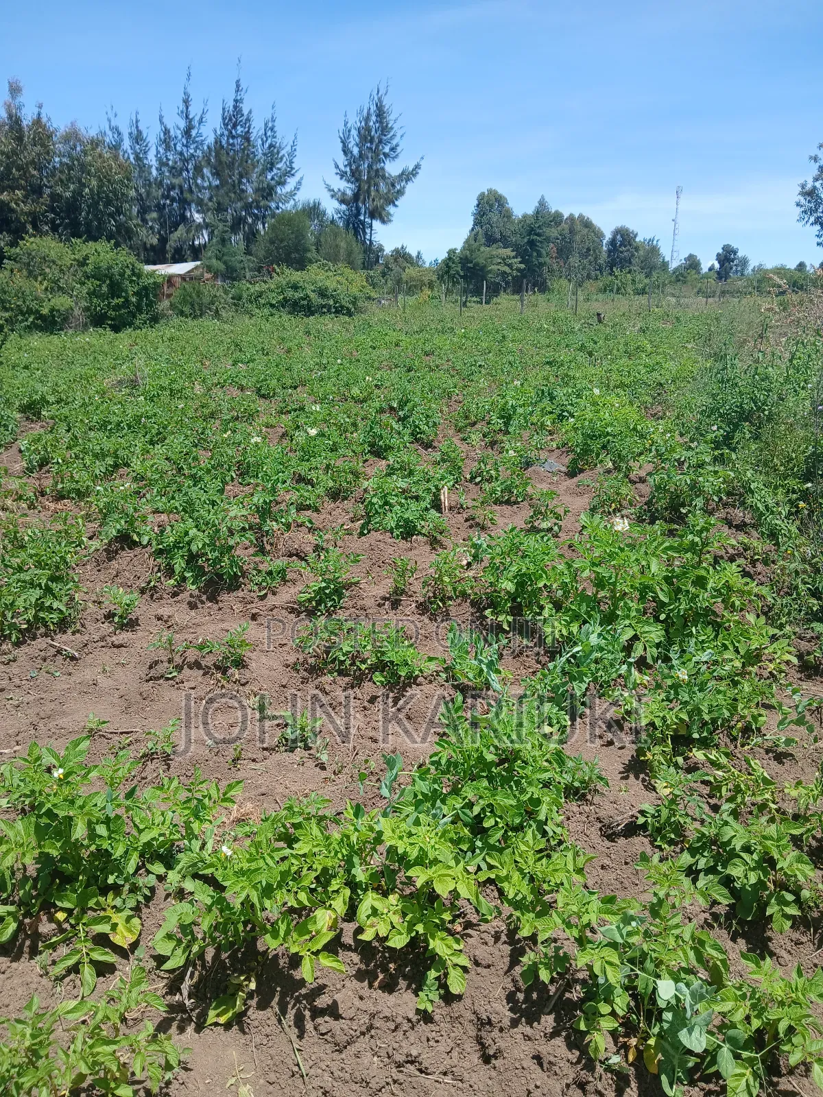 50x100 Plots in Naivasha Nyamathi Opposite Ego Petrol Station 800mts in Naivasha East