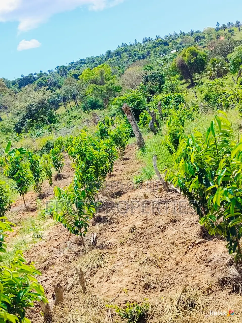 12 Acre Agricultural Project With Borehole and Farm Produce in Kwale in Kwale