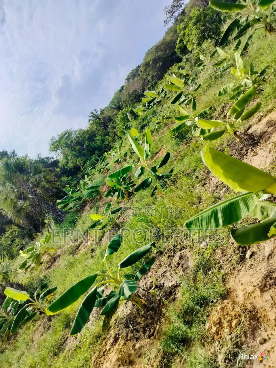 12 Acre Agricultural Project With Borehole and Farm Produce in Kwale in Kwale