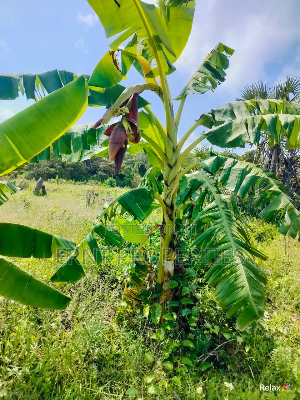 12 Acre Agricultural Project With Borehole and Farm Produce in Kwale in Kwale