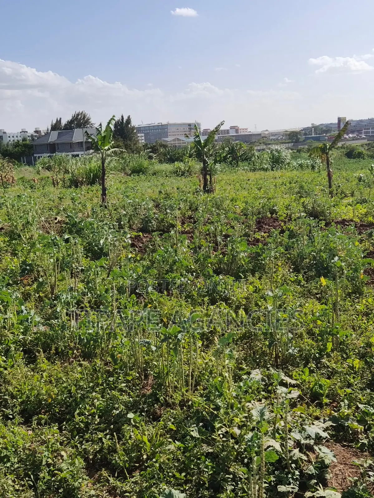 Residential Plots for Sale Mlolongo Behind Signature Mall 70 by 30 in Mlolongo