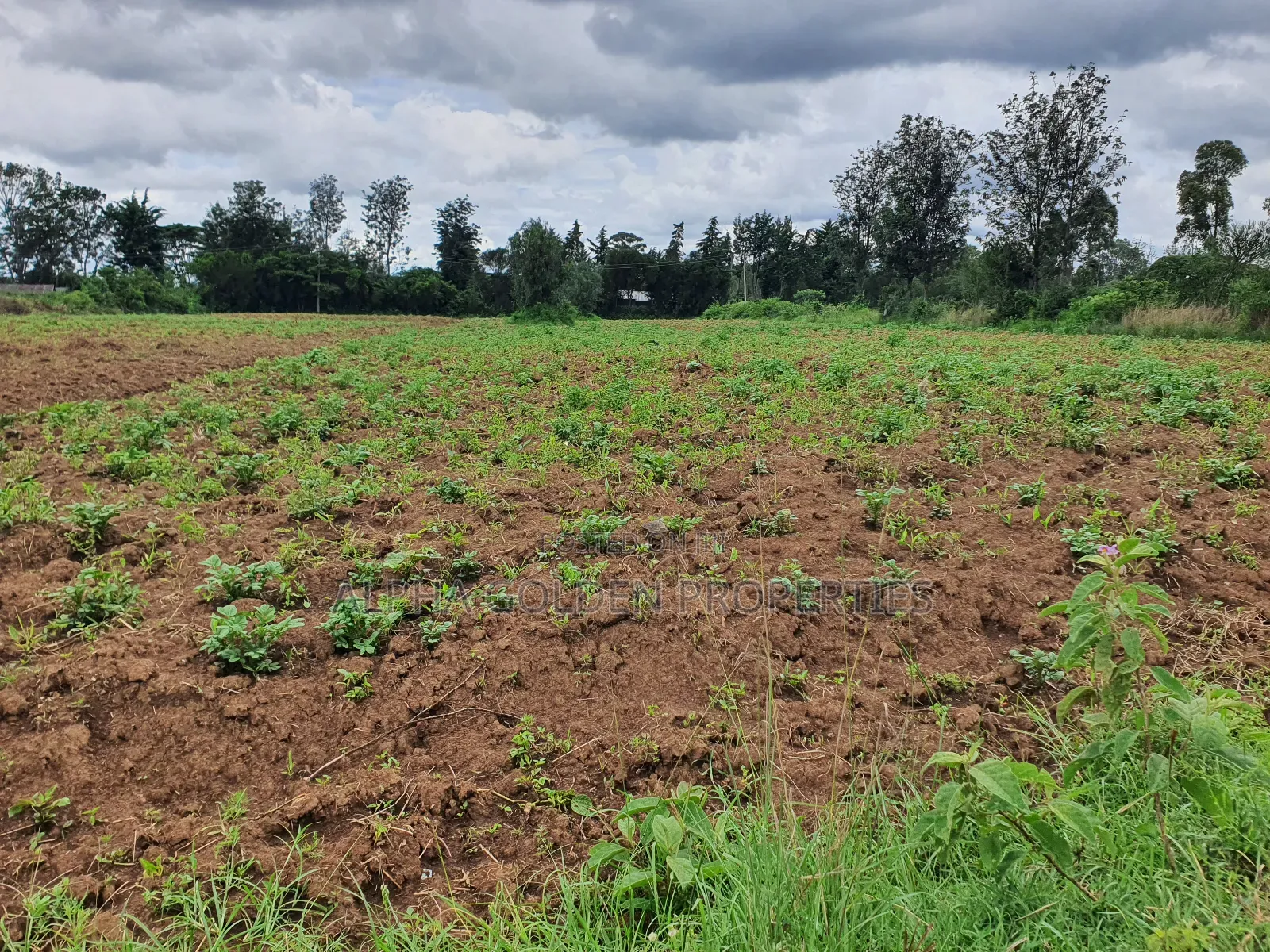Nanyuki 1 Acre in Nanyuki