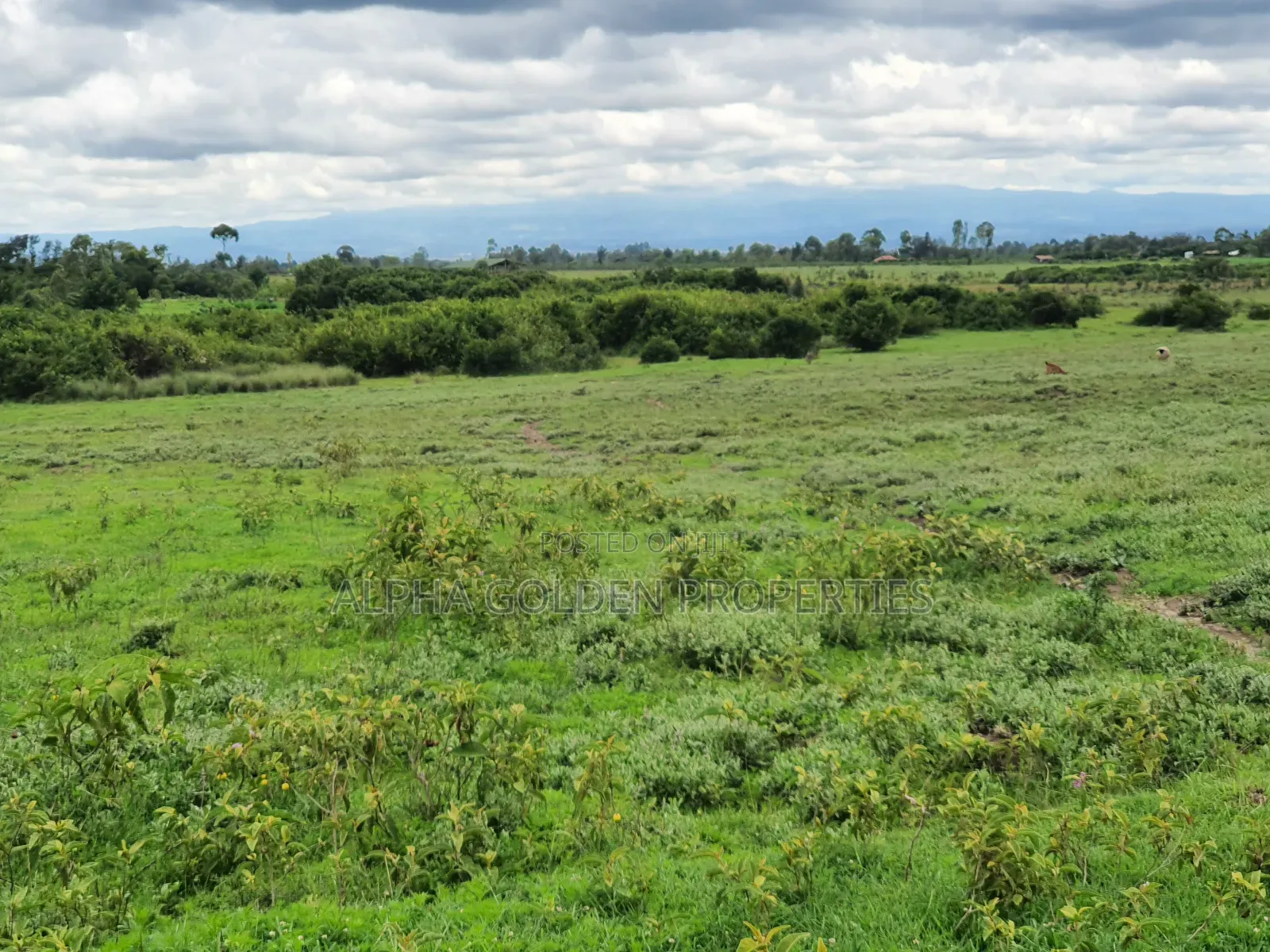 18 Acres in Nanyuki in Nanyuki