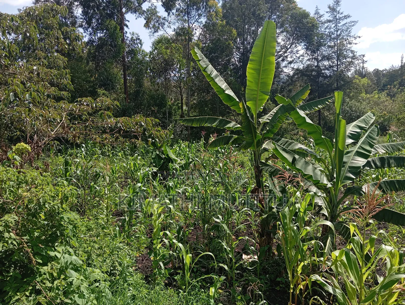A Prime Residential 1/2 Acre at Ngong - Karen West in Ol Keri