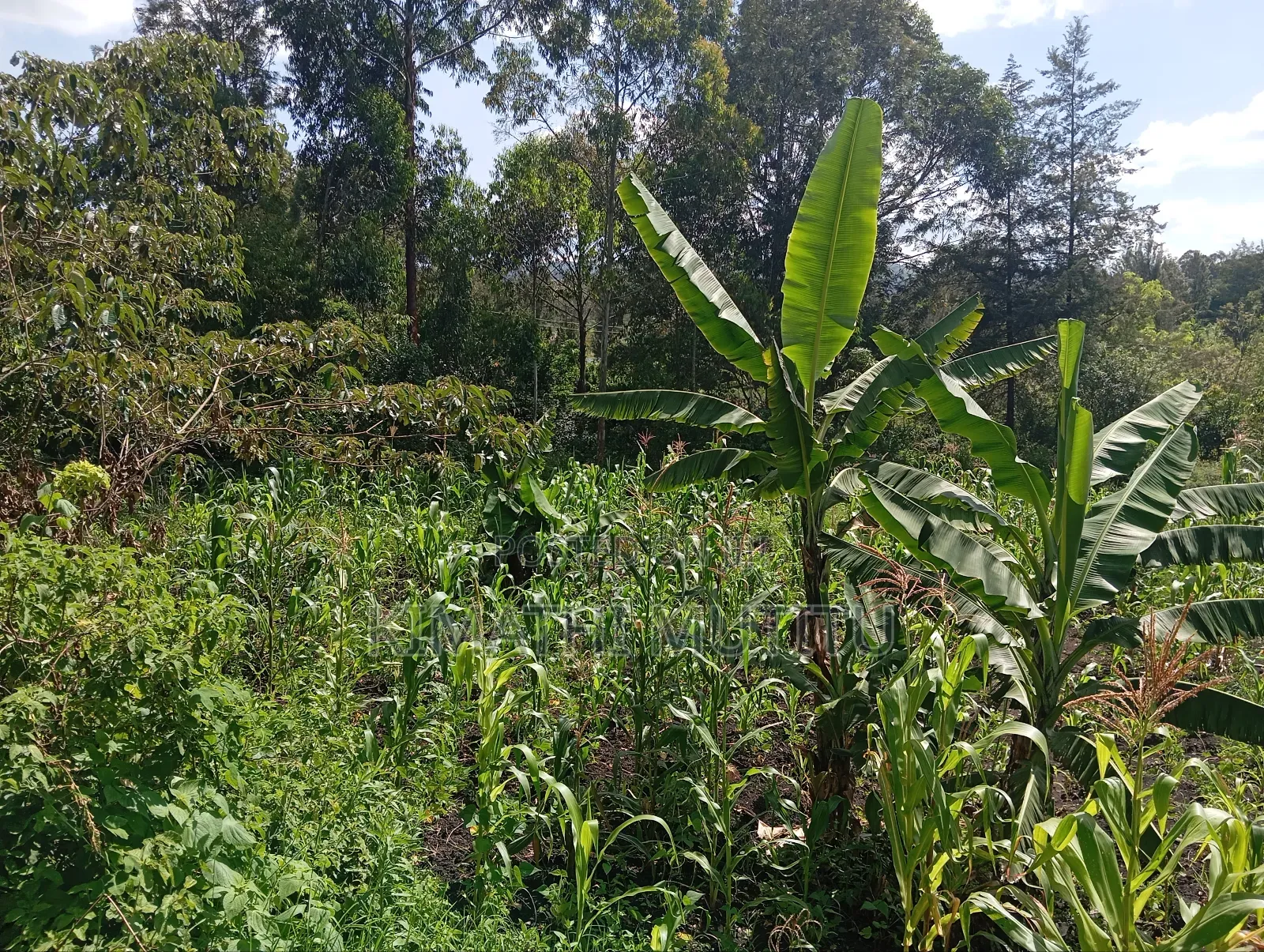 A Prime Residential 1/2 Acre at Ngong - Karen West in Ol Keri