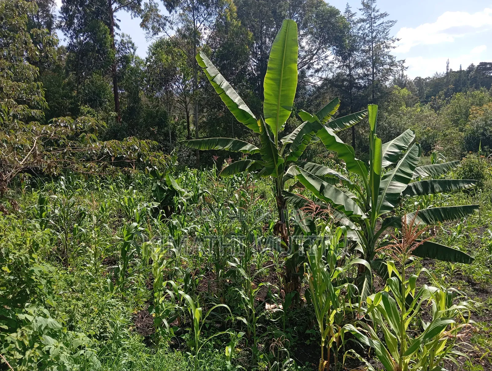 A Prime Residential 1/2 Acre at Ngong - Karen West in Ol Keri