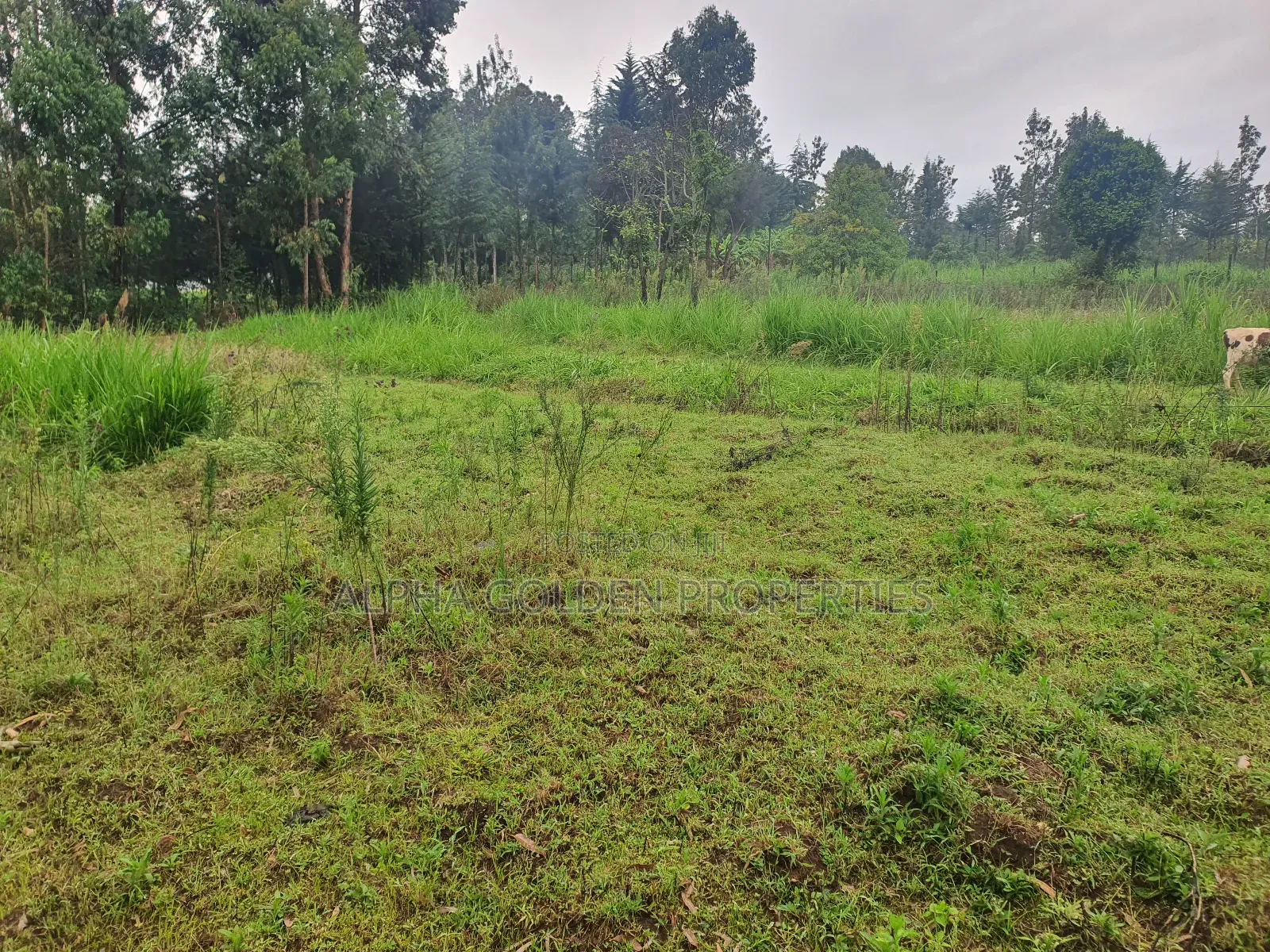 1 Acre in Katheri [ Nanyuki ] in Nanyuki
