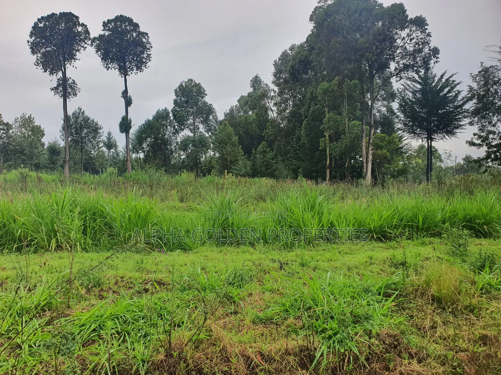 1 Acre in Katheri [ Nanyuki ] in Nanyuki
