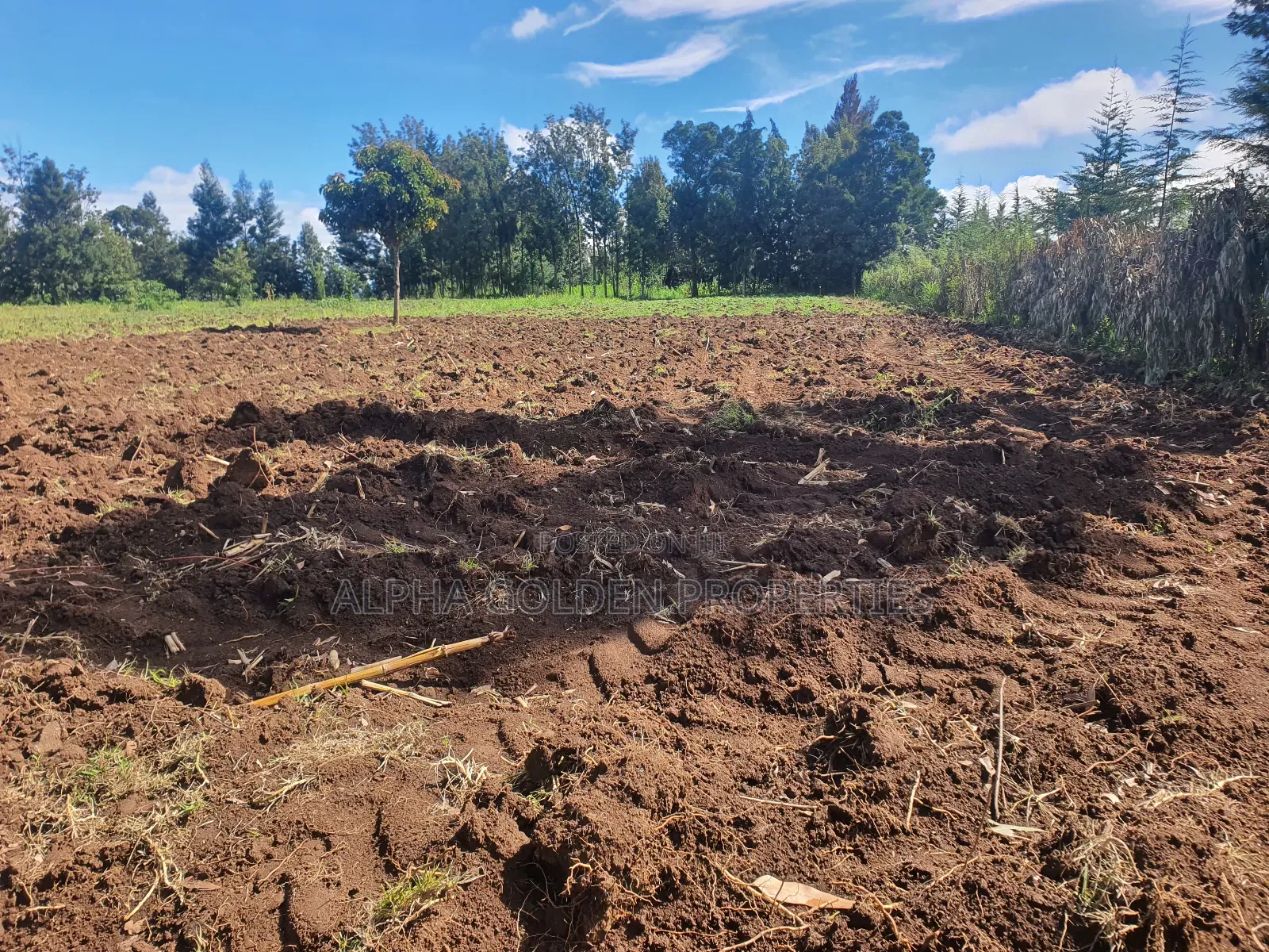 1/2 Acre in Nkando in Nanyuki