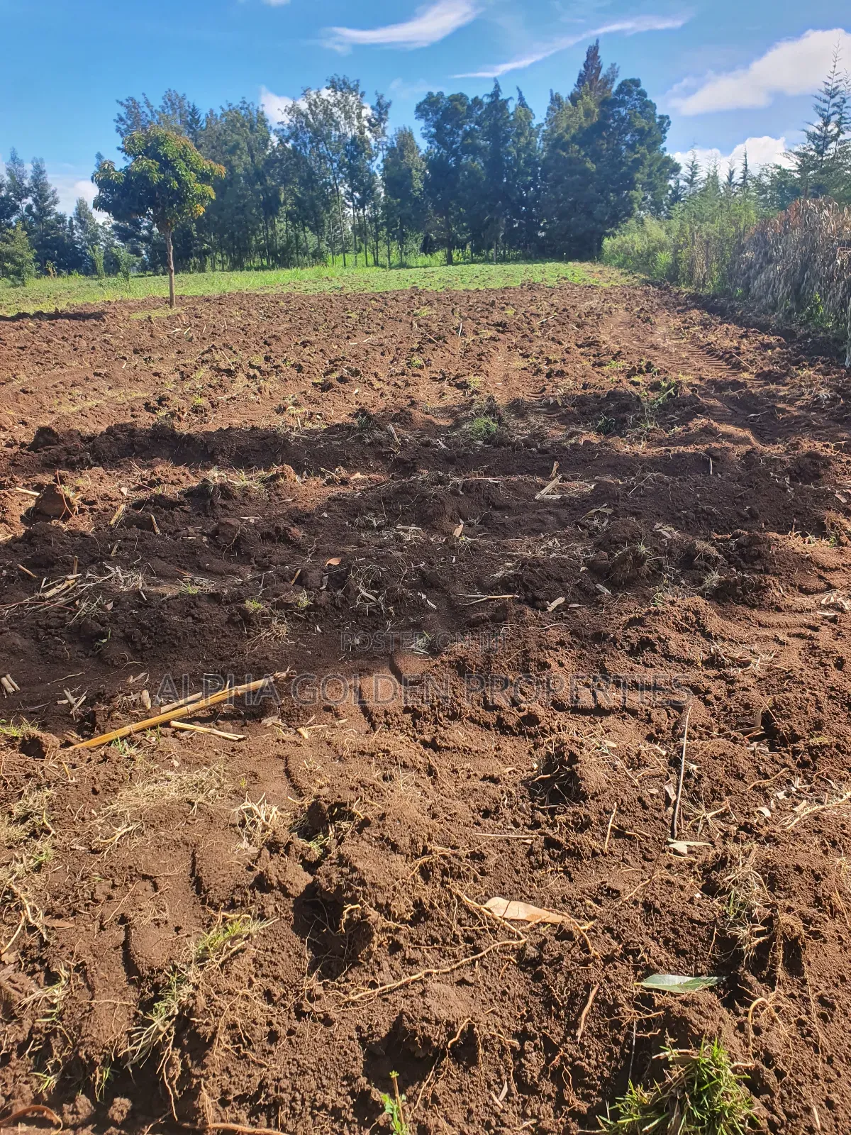 1/2 Acre in Nkando in Nanyuki