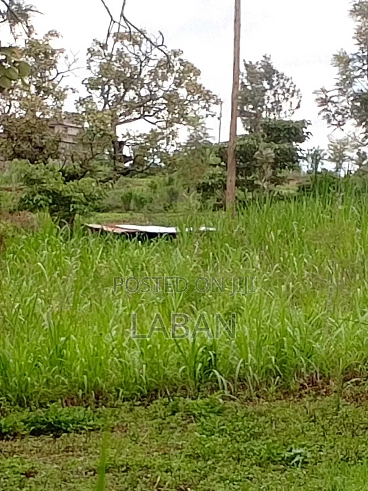 Mugutha 1/4acre in Kimbo