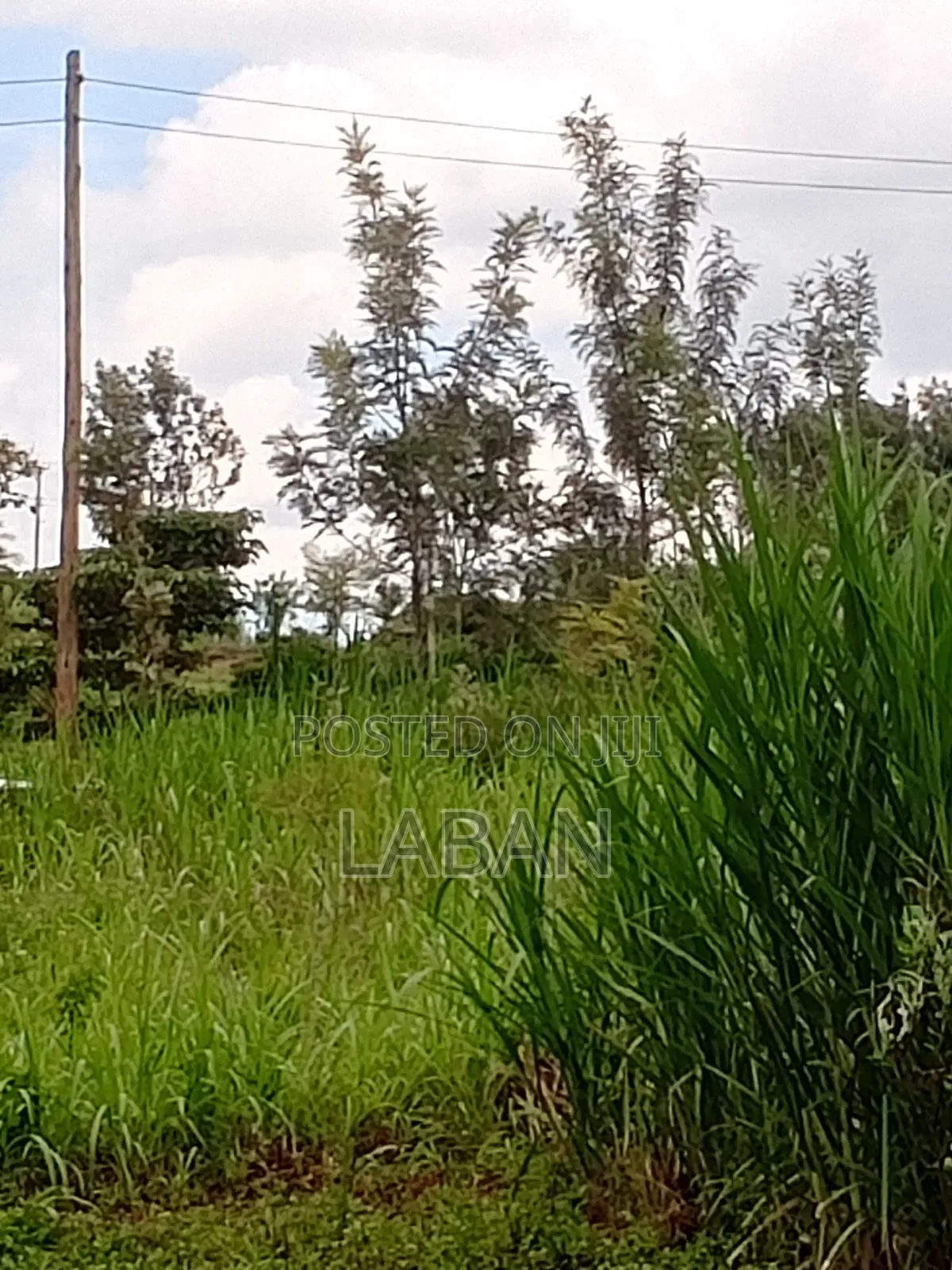 Mugutha 1/4acre in Kimbo