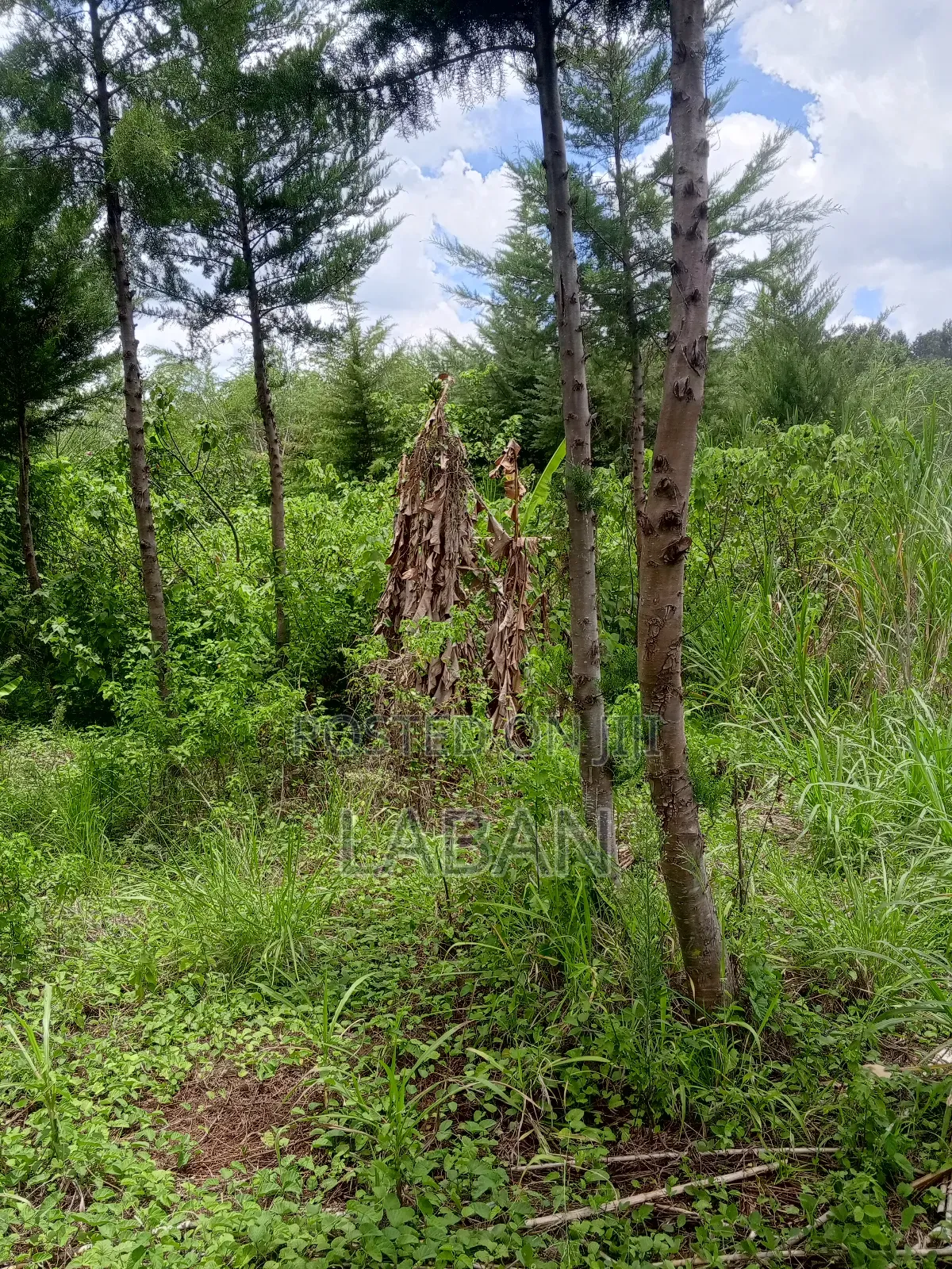 Mugutha 1/4acre in Kimbo