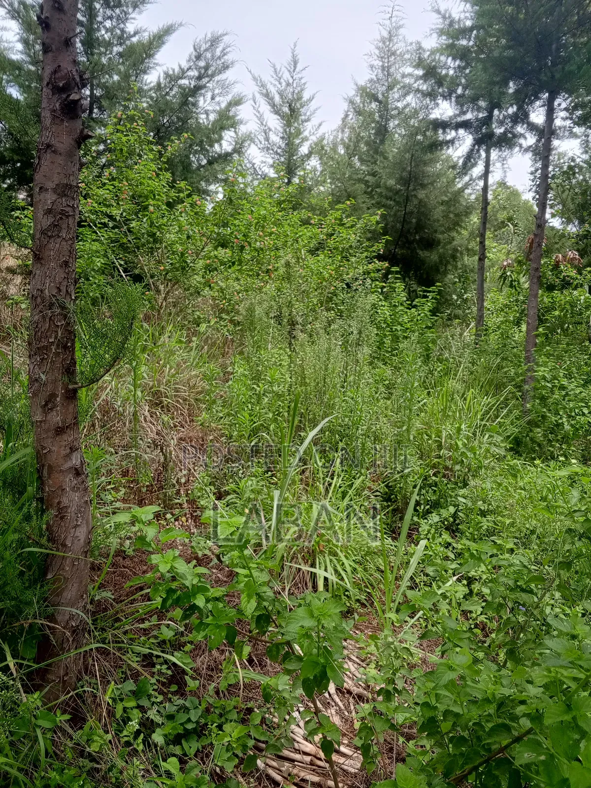 Mugutha 1/4acre in Kimbo