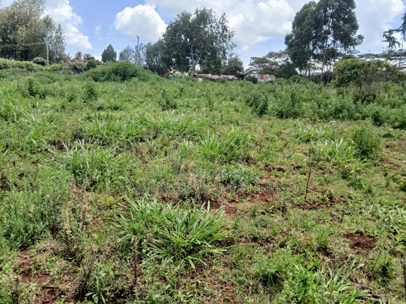 Prime 1.5 Acre on Sale in Upper Matasia 1km Off Tarmac, Red Topsoils in Matasia