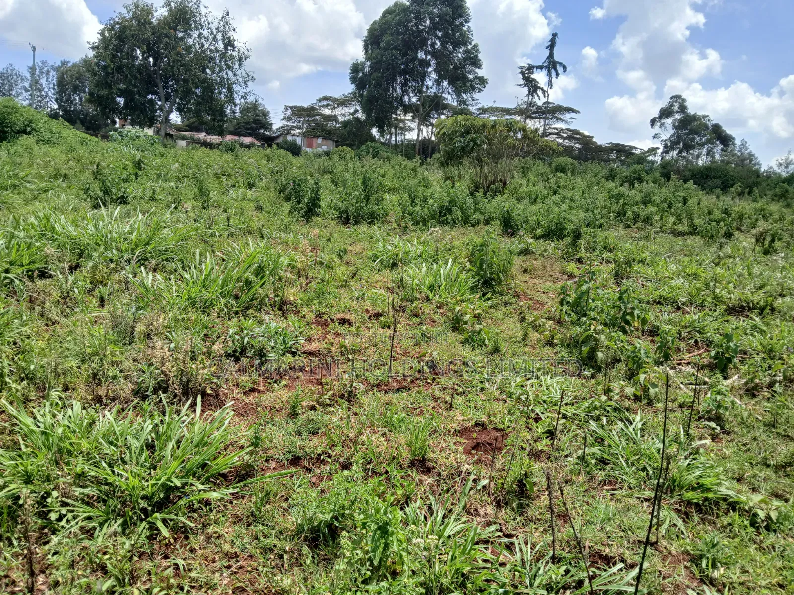 Prime 1.5 Acre on Sale in Upper Matasia 1km Off Tarmac, Red Topsoils in Matasia