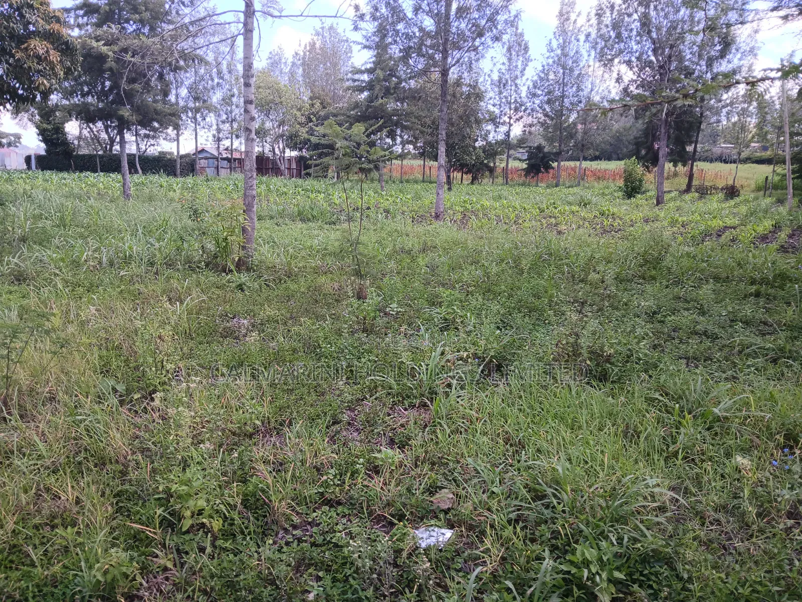 Prime 100 by 100 Plot for Sale in Matasia Off Oloika Road in Matasia
