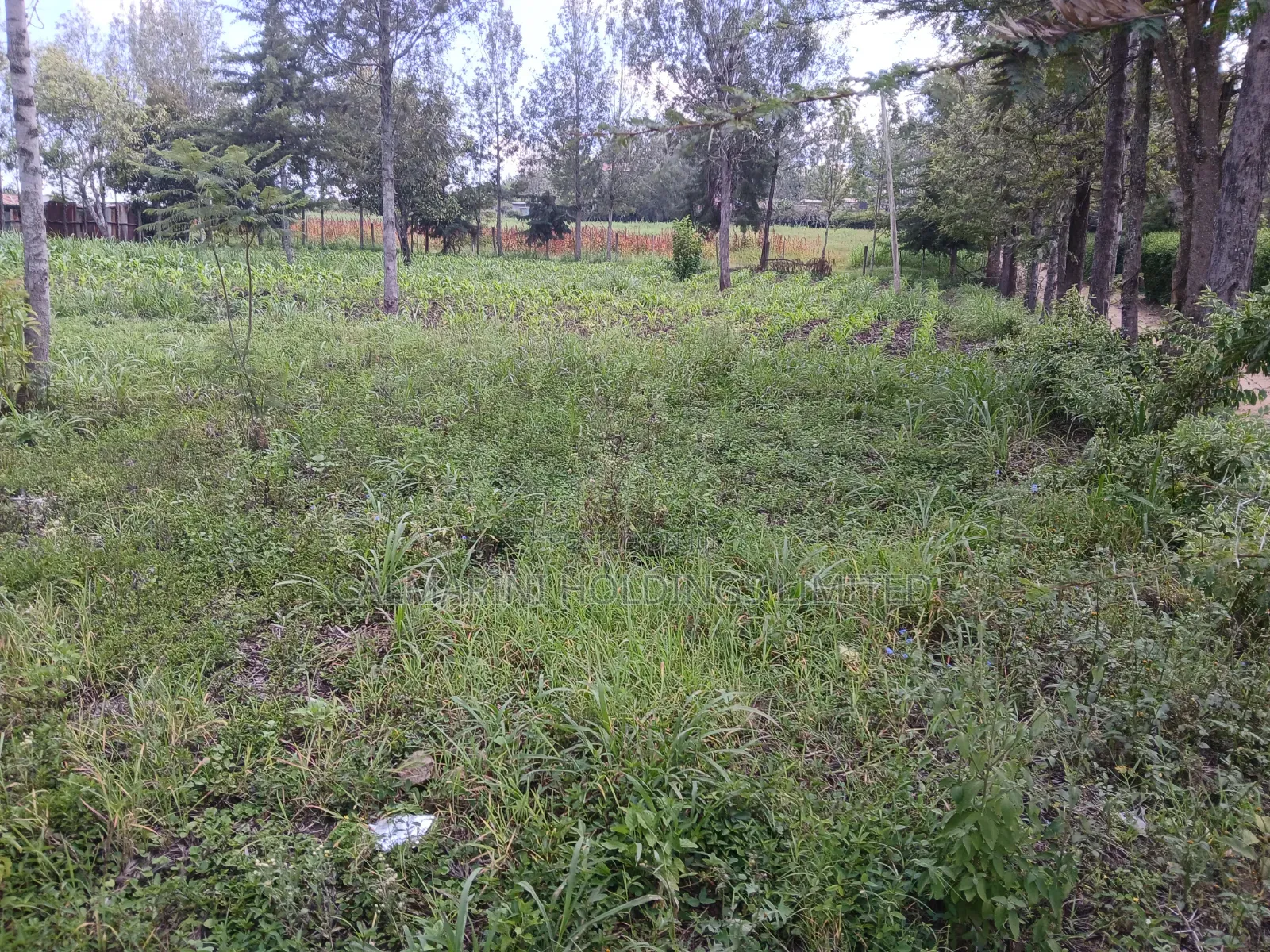 Prime 100 by 100 Plot for Sale in Matasia Off Oloika Road in Matasia