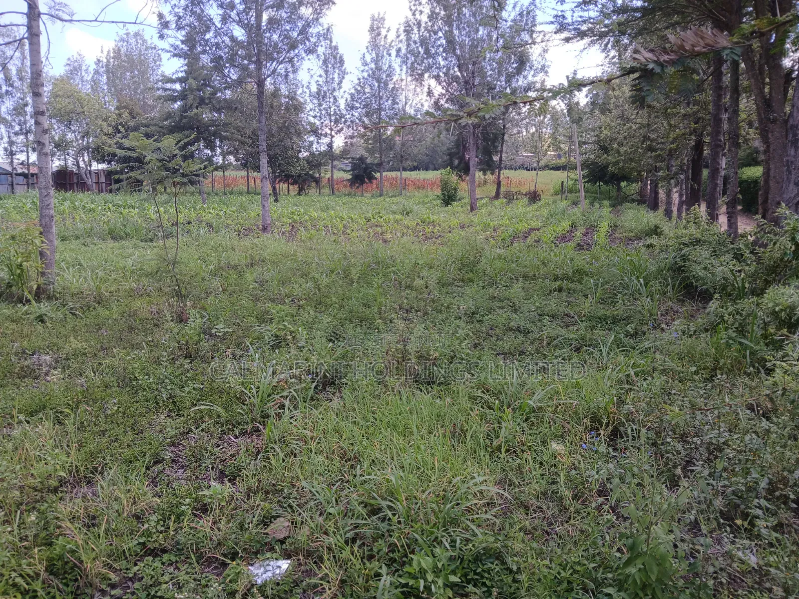 Prime 100 by 100 Plot for Sale in Matasia Off Oloika Road in Matasia