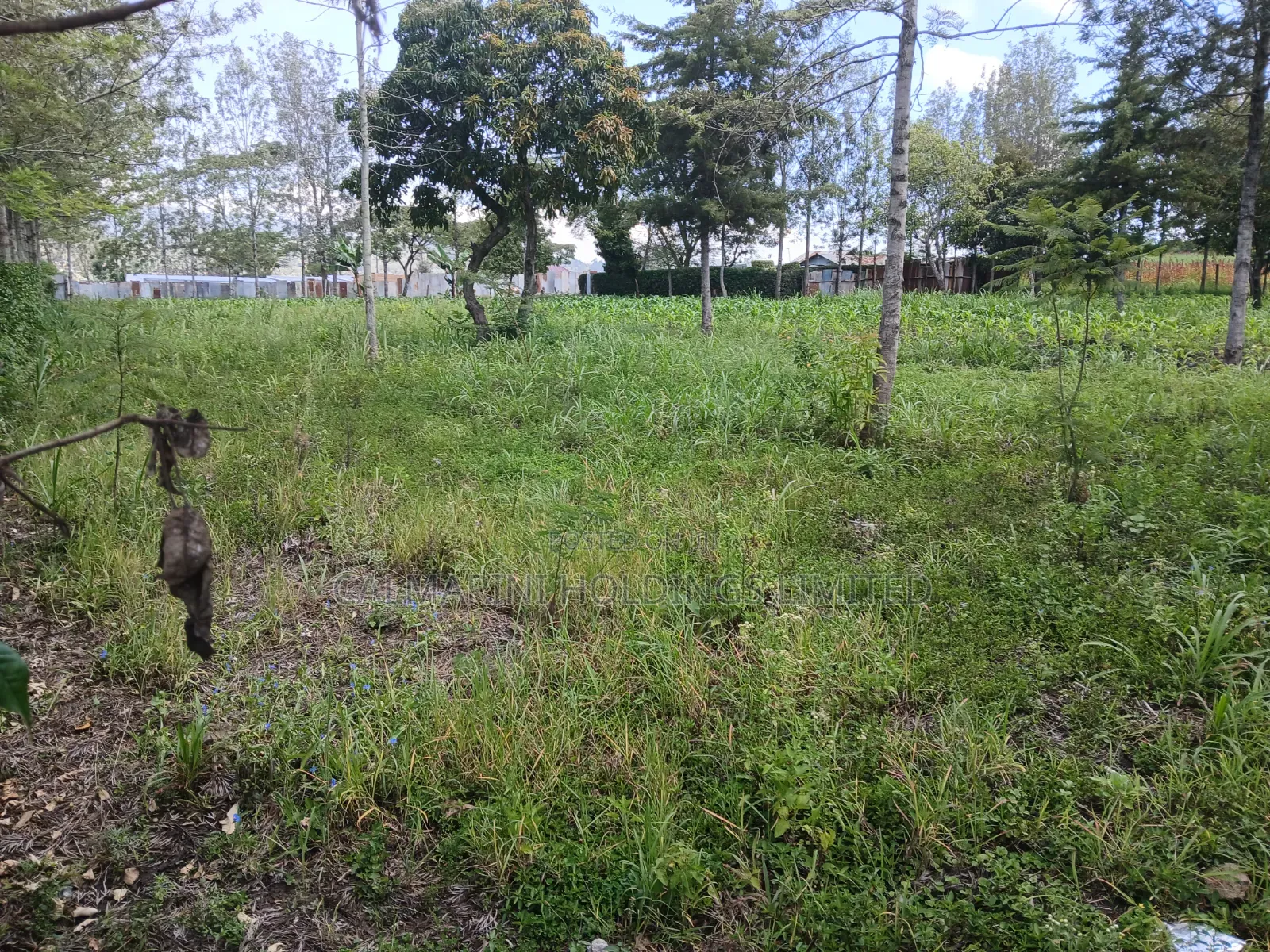 Prime 100 by 100 Plot for Sale in Matasia Off Oloika Road in Matasia