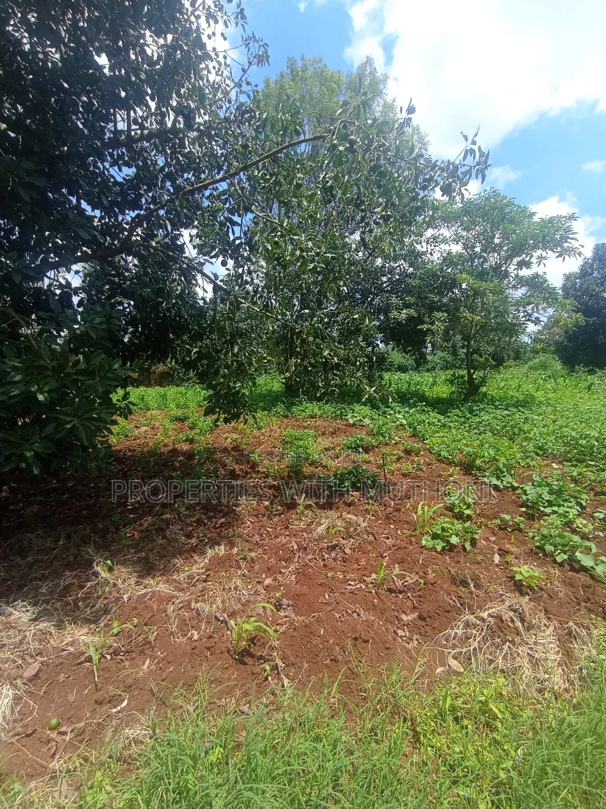 50×100 Plots for Sale in Gikambura, Kikuyu. in Karai