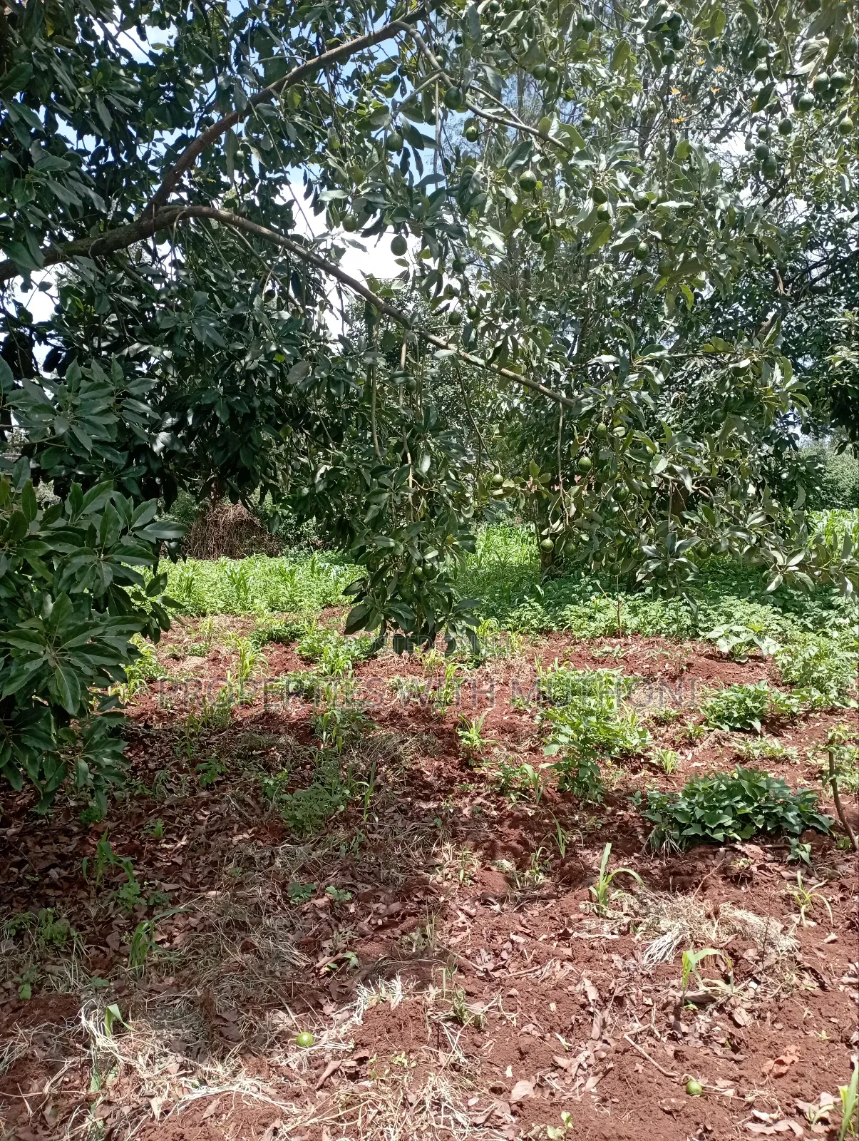50×100 Plots for Sale in Gikambura, Kikuyu. in Karai
