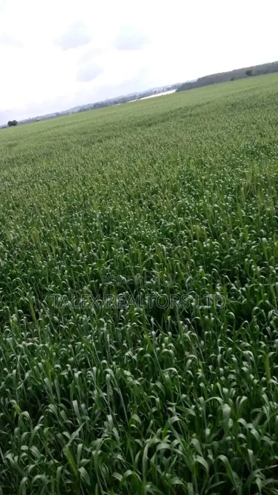Own Kenya's Finest 1000-Acre Mixed Farm in Kitale-Trans- Nzoia County in Kitale