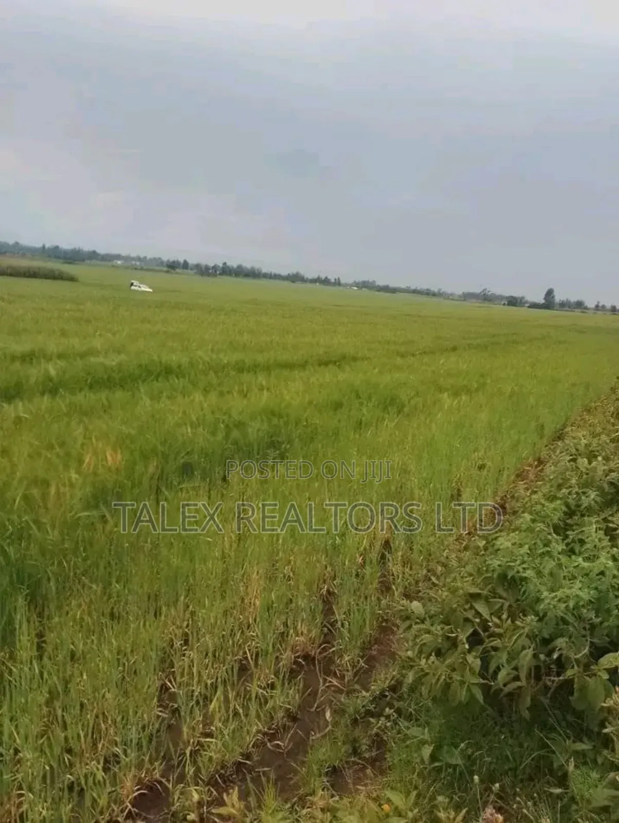 Own Kenya's Finest 1000-Acre Mixed Farm in Kitale-Trans- Nzoia County in Kitale