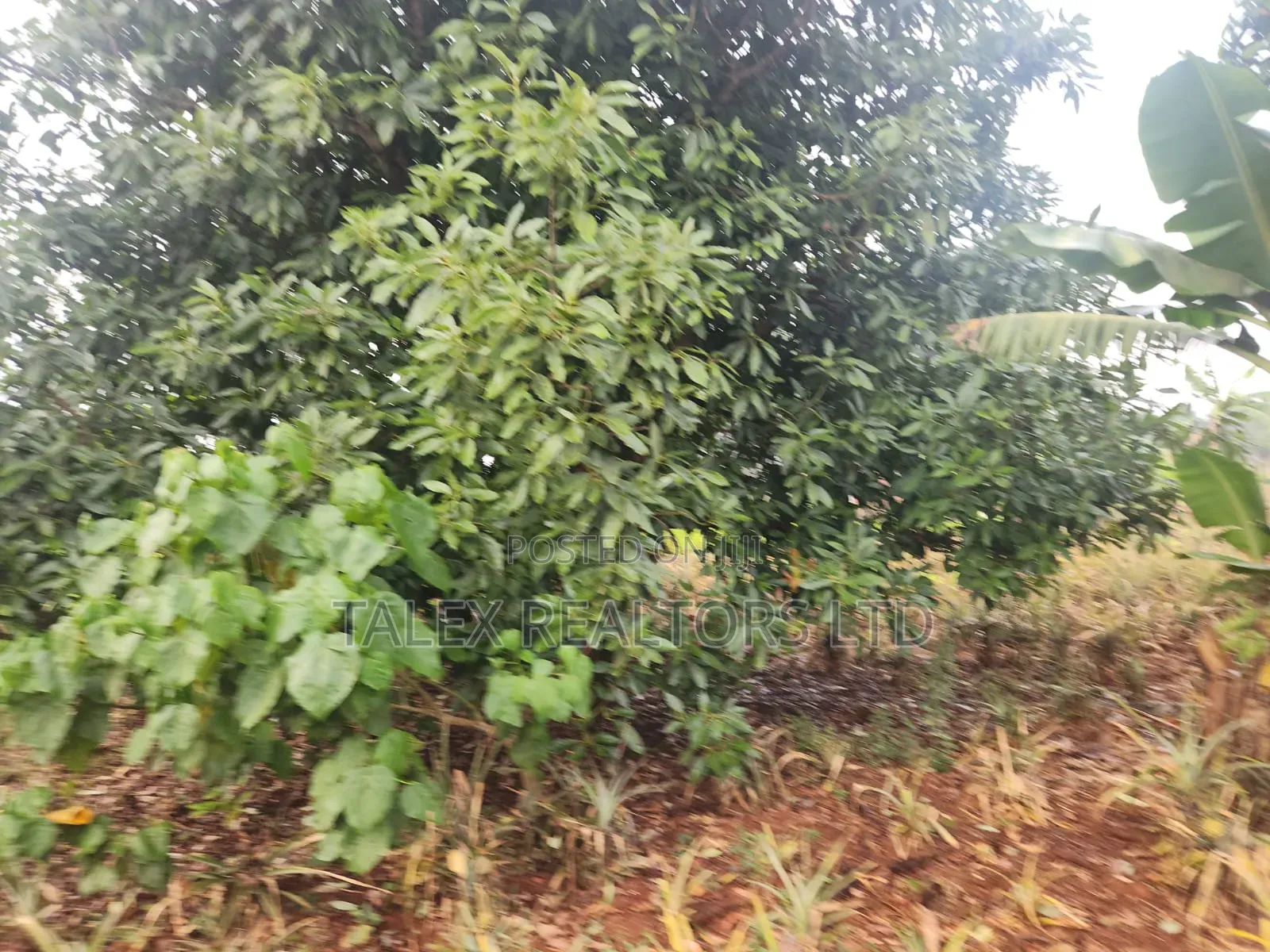 Own Kenya's Finest 1000-Acre Mixed Farm in Kitale-Trans- Nzoia County in Kitale