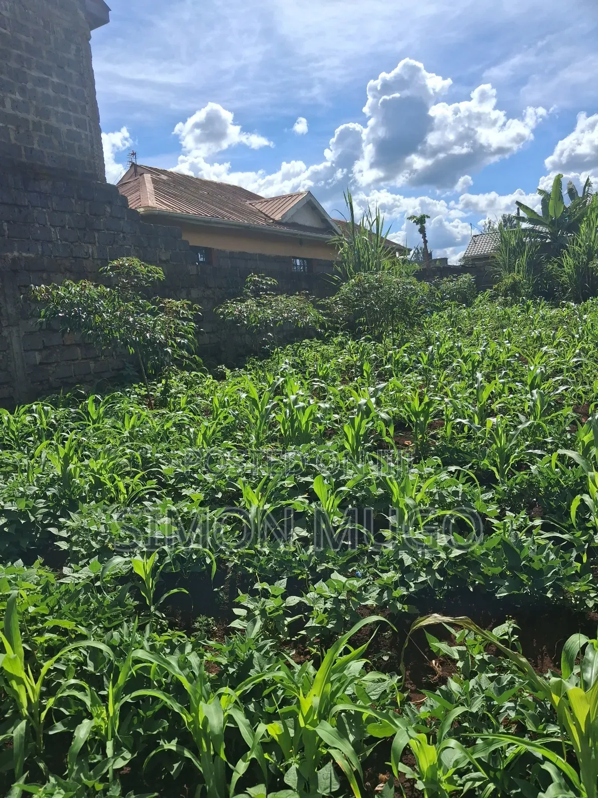 Ruiru Mugutha Eden Estate 50×120 Ready Title in Kaimbaga