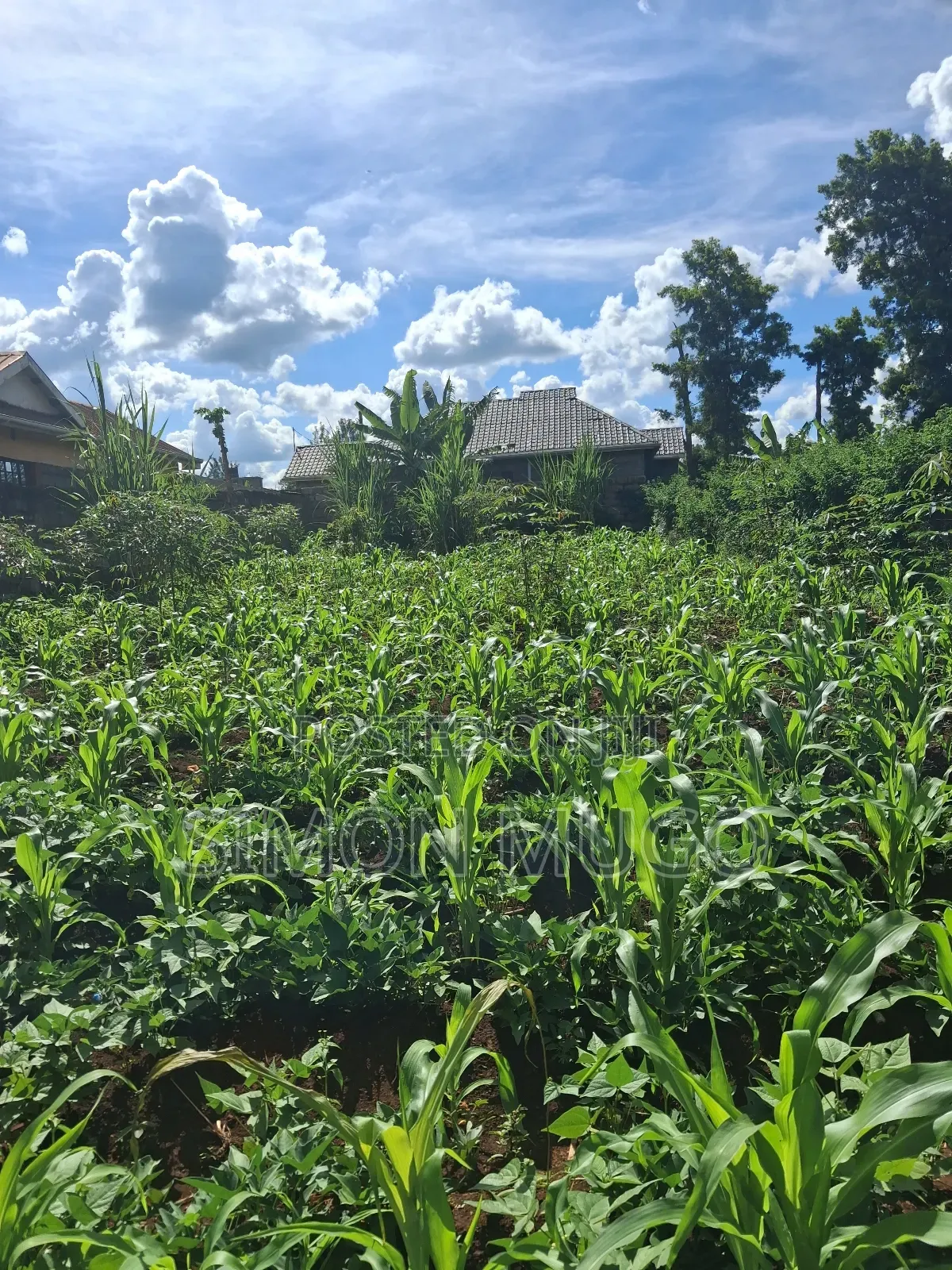 Ruiru Mugutha Eden Estate 50×120 Ready Title in Kaimbaga