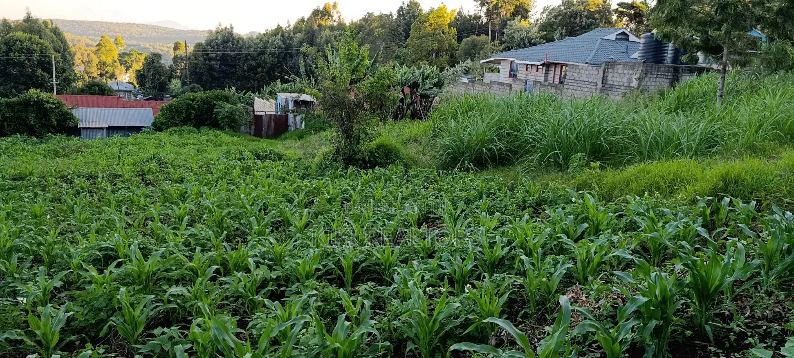 Kikuyu Prime Plots for Sale in Kikuyu
