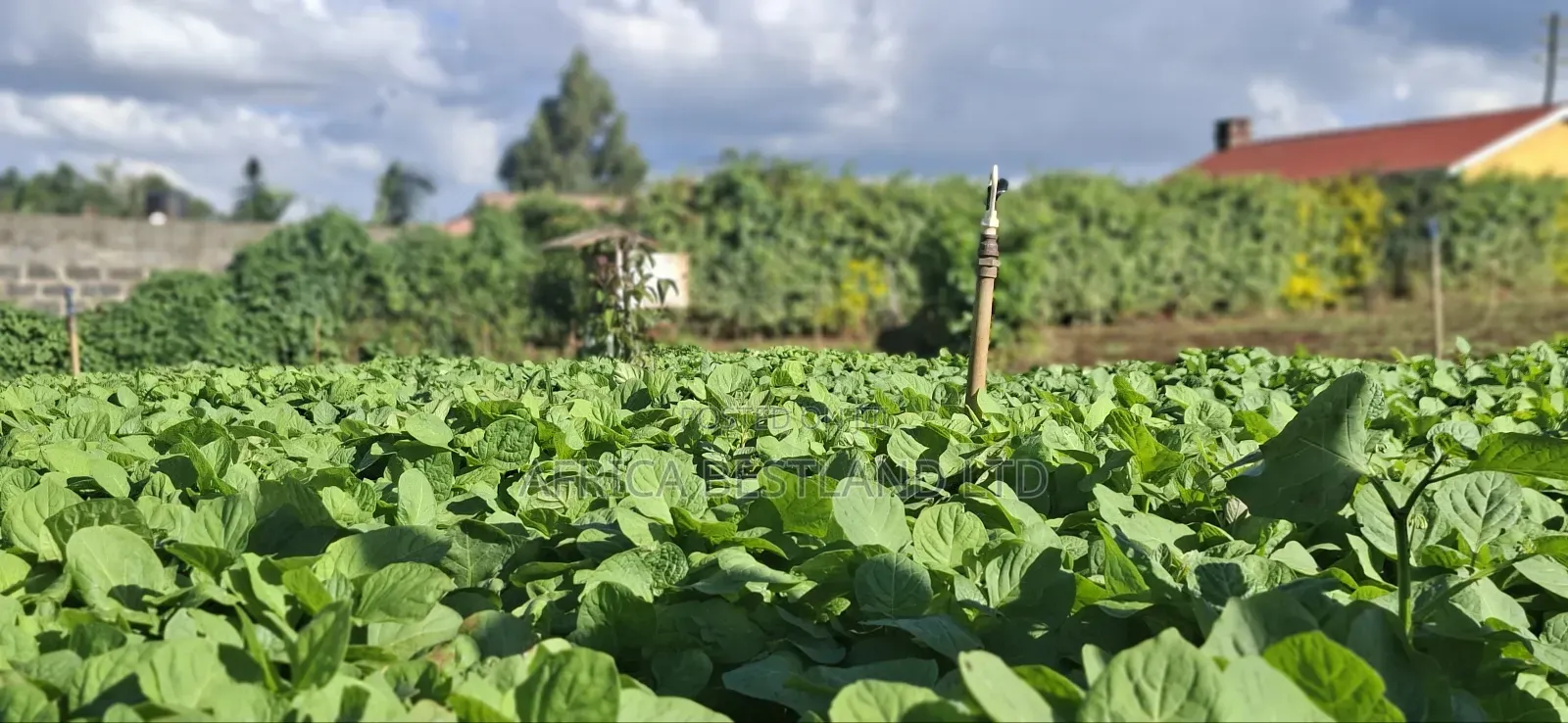 50x100 Available Plot in Kabete Kaiba in Lower Kabete