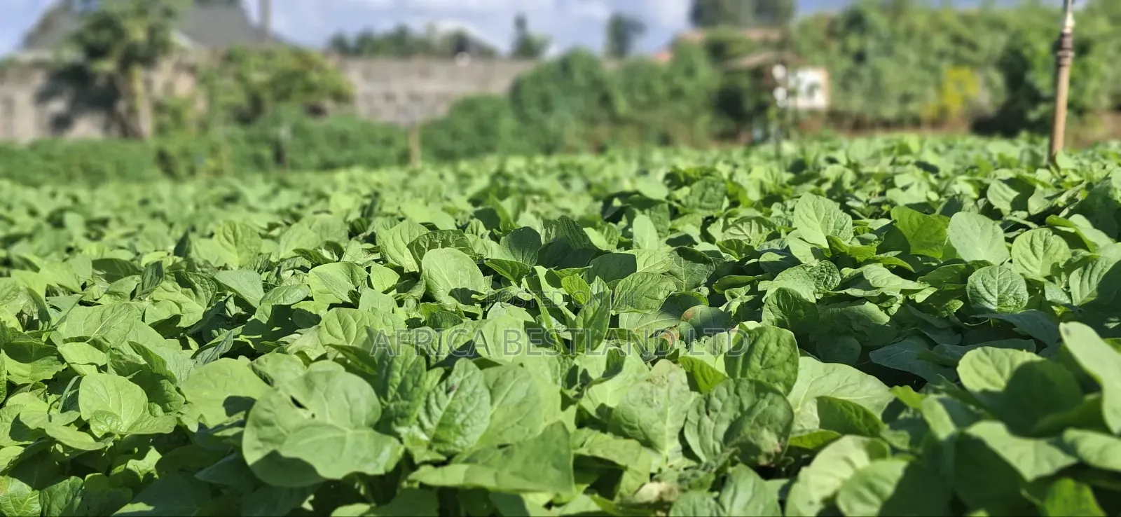 50x100 Available Plot in Kabete Kaiba in Lower Kabete