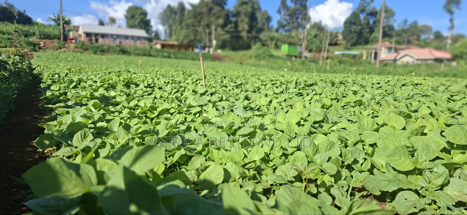 50x100 Available Plot in Kabete Kaiba in Lower Kabete