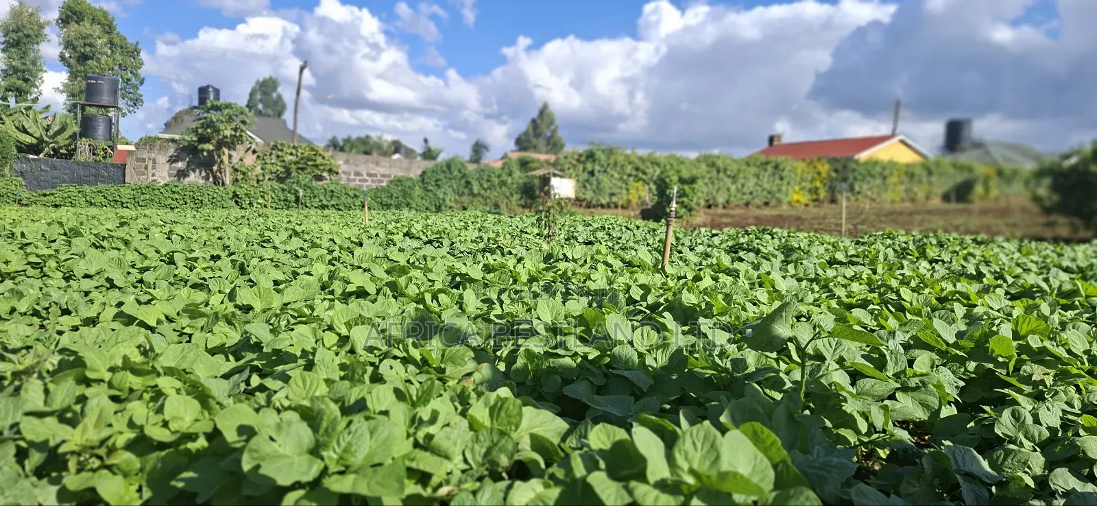 50x100 Available Plot in Kabete Kaiba in Lower Kabete