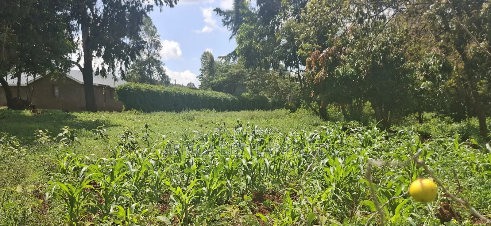 Kikuyu Lusigetti 50x100 Residential Plot in Karai