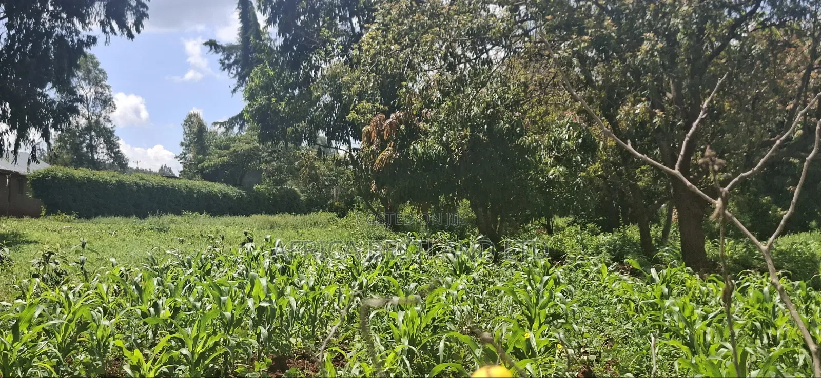 Kikuyu Lusigetti 50x100 Residential Plot in Karai