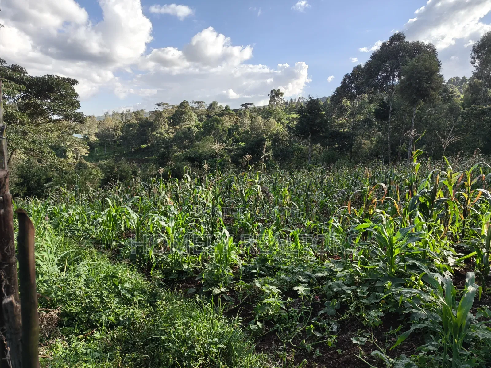 One Acre Piece of Land for Sale in Ngong, Kahara. Red Soil Farmland in Matasia