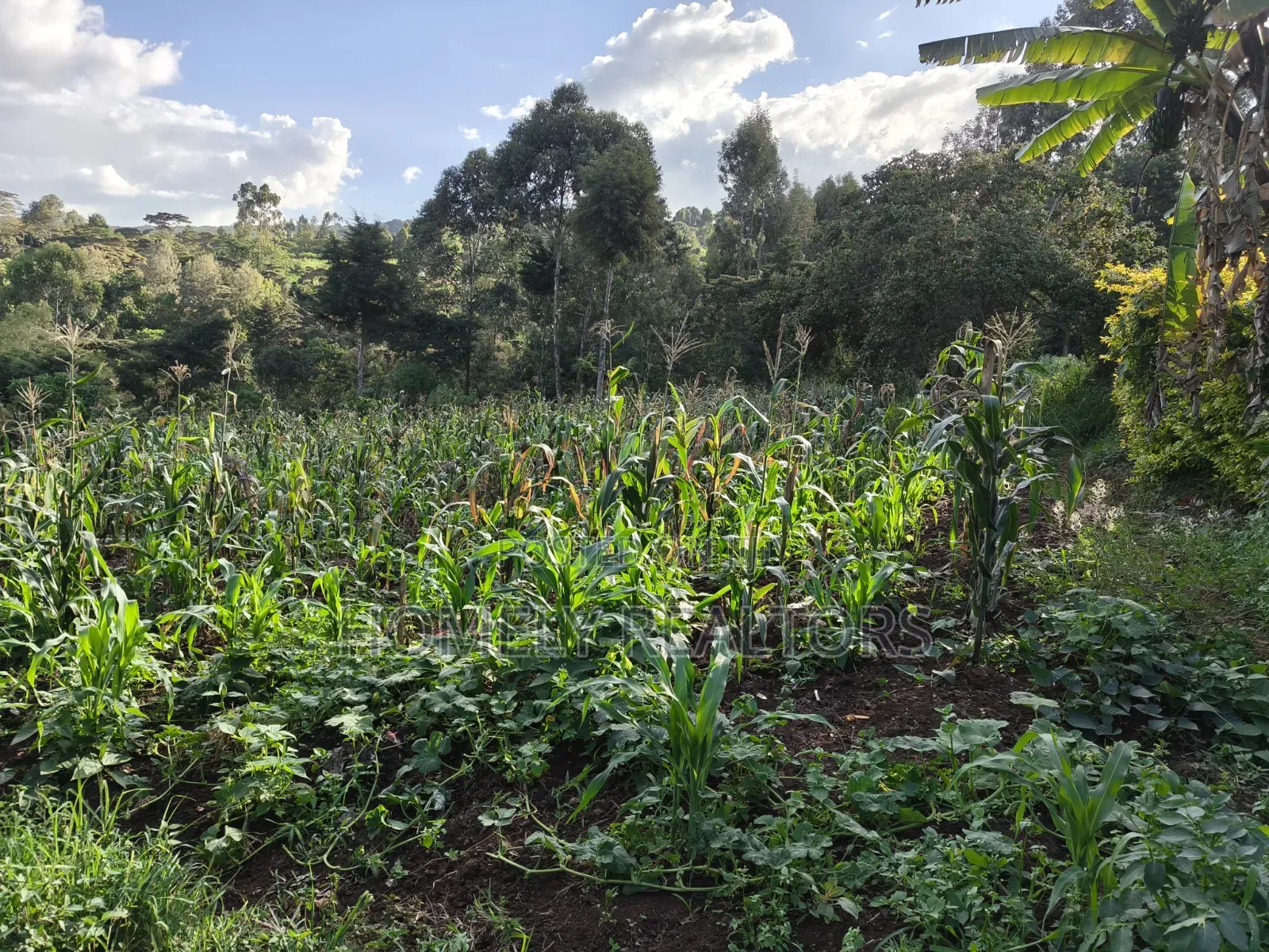 One Acre Piece of Land for Sale in Ngong, Kahara. Red Soil Farmland in Matasia